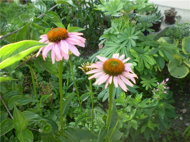 echinacea